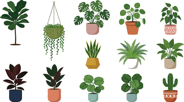 Potted houseplant vector illustration collection set featuring monstera fiddle leaf fig snake plant pilea hanging string of pearls cactus and fern botanical interior elements