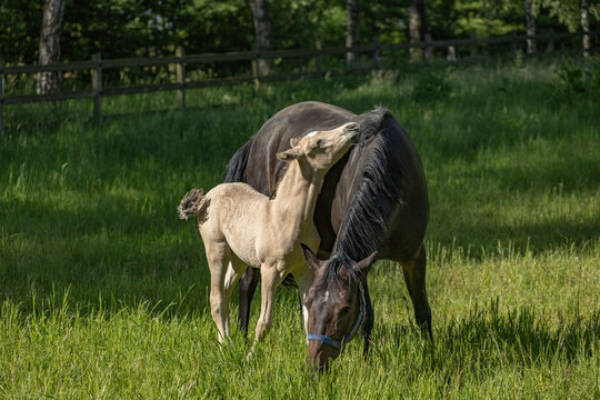 3 Wochen altes buckskin-farbenes Deutsches Reitponyfohlen schmust mit grasender dunkelbrauner Mutter auf der Koppel in der Sonne