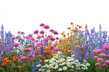Fototapeta premium Spring flowers field border background garden white.