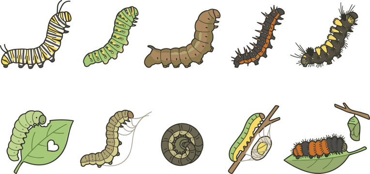 Caterpillar life cycle vector illustration collection set featuring monarch larvae crawling eating leaves spinning silk cocoons and transforming into a chrysalis isolated elements