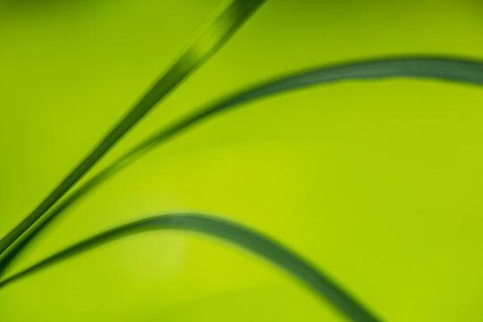 Abstract minimalist nature background featuring soft green grass blades and smooth curves. Fresh organic design with copy space and natural spring colors.