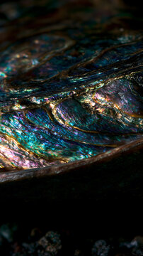 Abalone Shell Texture: An extreme close-up shot reveals the mesmerizing, iridescent texture of an abalone shell, showcasing its vibrant colors and intricate patterns in stunning detail.
