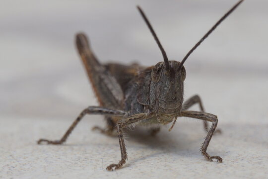 Saltamontes de frente en macro sobre fondo blanco
