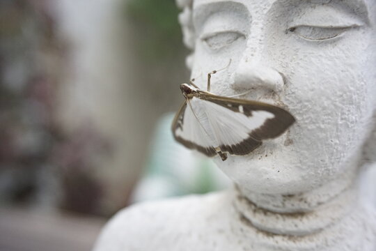 Mariposa de boj sobre una figura budista en macro