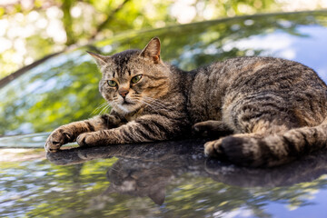 Naklejka premium Tabby cat resting on a shiny car hood with reflections of trees and sky