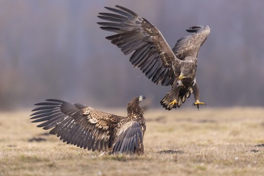 Two young white-tailed eagles (Haliaeetus albicilla) quarreling, Kutno, Poland