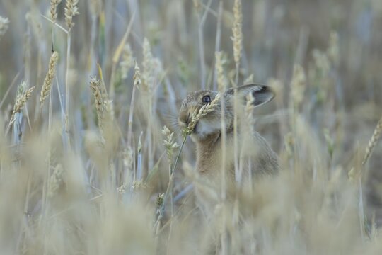 European brown hare (Lepus europaeus) adult animal eating a wheat plant seedhead in a farmland field in summer, England, United Kingdom