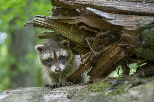 Young raccoon (Procyon lotor) on a discovery tour, Steinhagen, North Rhine-Westphalia, Germany