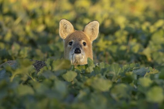 Chinese water deer (Hydropotes inermis) adult animal in an arable farm oilseed rape crop field, England, United Kingdom