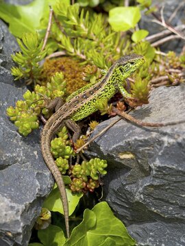 Sand lizard (Lacerta agilis), male on stones with stonecrop (Sedum album), or stonecrop, Wetzlar, Hesse, Germany