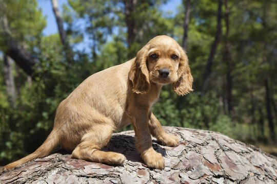 Young Spaniel dog looking innocent