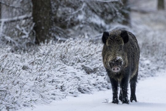 At the end of November, the mating season for wild boar (Sus scrofa) begins and the boars go in search of females ready to mate, early winter, winter, snow, cold, mating season, November, Denmark