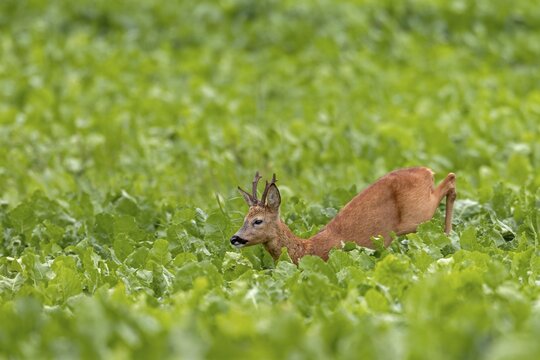An old roebuck (Capreolus capreolus) purposefully follows the whistling of a doe ready to mate, leaf time, rut, roe rut, summer coat, Germany