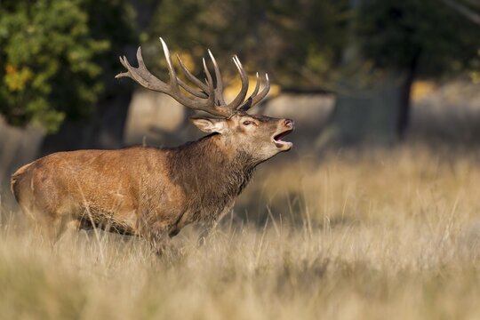 Red Deer (Cervus elaphus), stag, Klampenborg, Copenhagen, Denmark