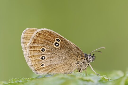 Ringlet (Aphantopus hyperantus), North Rhine-Westphalia, Germany