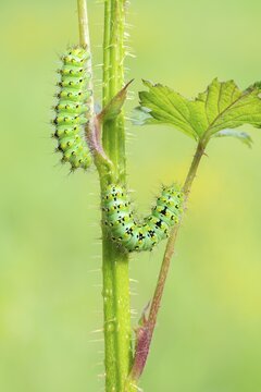 Small emperor moth (Saturnia pavonia), two caterpillars on the forage plant raspberry, Schwaz, Tyrol, Austria