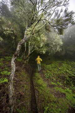 Hikers between lichen-covered trees, in fog, hiking trail at the Levada do Brasileiro, Madeira, Portugal