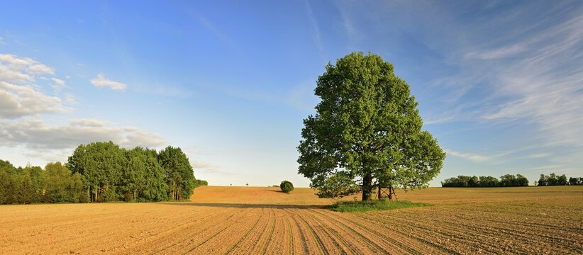 Field landscape with solitary oak tree in spring, evening light, fresh seed breaks through the topsoil, East Thuringia, Thuringia, Germany