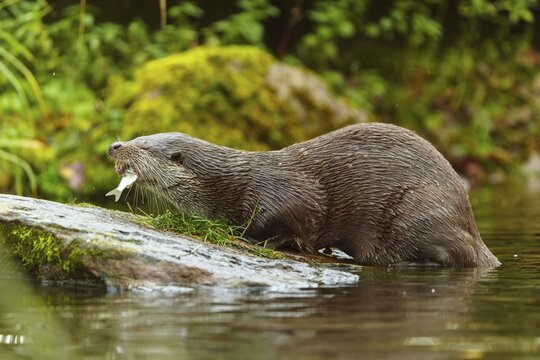 An otter bites into a fish on a stone by the water, European otter (Lutra lutra), Germany