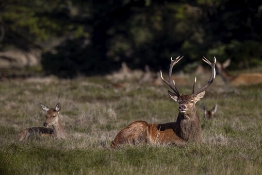 The rut was a very energy-sapping time for the red deer (Cervus elaphus), in the protection of the herd they can really come to rest, rutting season, deer rut, October, Denmark