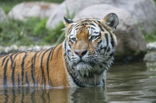 Siberian tiger (Panthera tigris altaica) standing in the water, captive, Germany