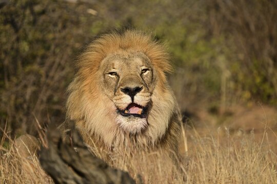 Lion (Panthera leo) male, lying in the tall grass in the savannah, Okonjima Game Farm, Namibia