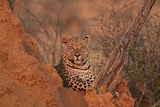 Leopard (Panthera pardus), looking directly into the camera in the soft evening light in the savannah, Okonjima Game Farm, Namibia