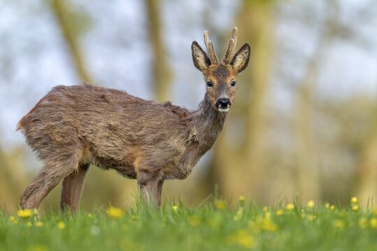 Roebuck (Capreolus capreolus) yearling with bast horns on a dandelion meadow in search of food, changing coat, attentive, eyes, eye contact, Germany