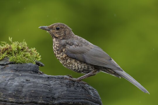 A young blackbird (Turdus merula) uses a tree fungus as a perch, garden bird, sweet, cute, animal children, June, Germany