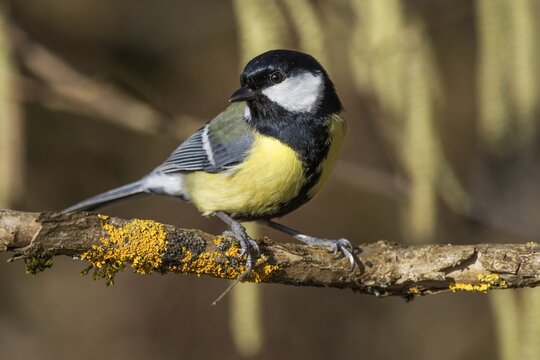 Great tit (Parus major) sitting on a branch with yellow moss in a natural environment, Baden-W&uuml;rttemberg, Germany