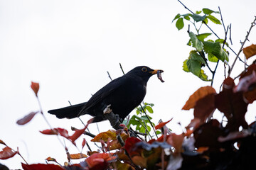 Fototapeta premium Common blackbird perched on a branch with worms in its beak