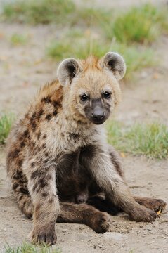 Spotted hyena or spotted hyena (Crocuta crocuta), juvenile, captive, occurrence in Africa