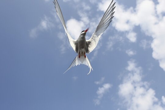 Arctic Arctic Tern (Sterna paradisaea) flying in the blue sky, Lapland, Norway