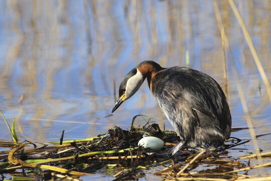 Red-necked Grebe (Podicaps grisegena) on its swimming nest, Central Sweden, Sweden, Scandinavia