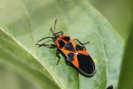 Ground bug (Tropidothorax leucopterus), Upper Bavaria, Germany