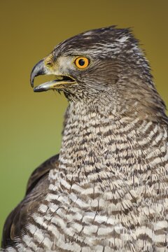 Portrait of a Northern goshawk ( Accipiter gentilis) calling, Oldenburger M&uuml;nsterland, Vechta, Lower Saxony, Germany