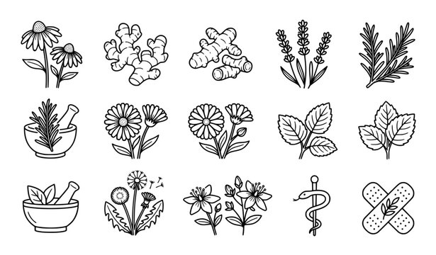 Botanical medicinal herb outline icon collection with healing plant symbols