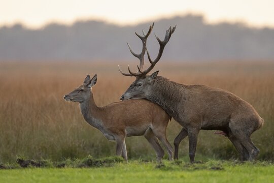 Red deer (Cervus elaphus) mating, Hoenderloo, Gelderland, Netherlands
