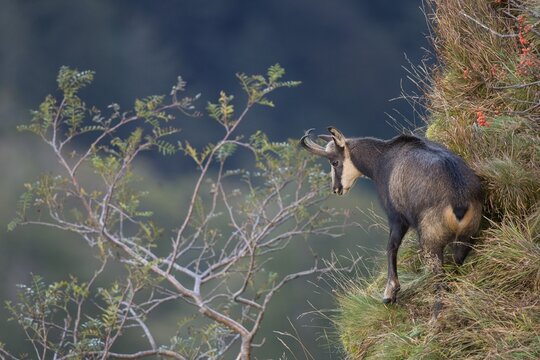 Chamois (Rupicapra rupicapra) on steep slope, Vosges, Hohneck, France