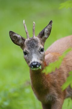 Roe deer (Capreolus capreolus), roebuck eating leaves of a rowan, mountain ash (Sorbus aucuparia), Germany