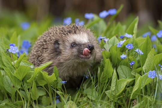 Cute hedgehog, brown-breasted hedgehog (Erinaceus europaeus) in the garden, Vechta, Lower Saxony, Germany