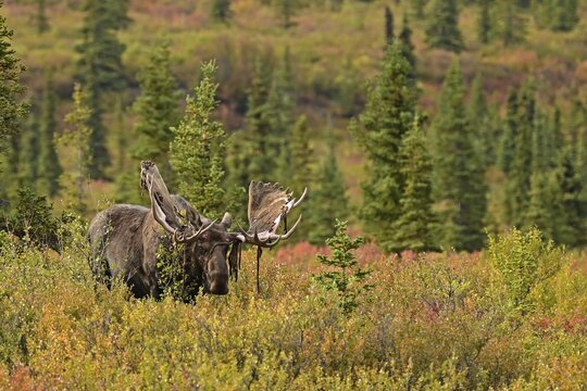 Bull moose (Alces alces) with the velvet hanging from his antlers standing in the boreal forest amidst the autumn coloured bushes, Denali National Park