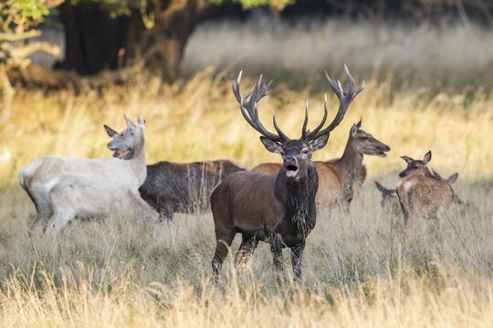 Red deer (Cervus elaphus), in front a bugling stag in the rut, captive, Copenhagen, Denmark