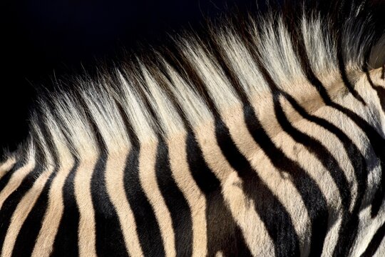 Detail, mane of a plains zebra (Equus quagga), captive, Munich, Bavaria, Germany