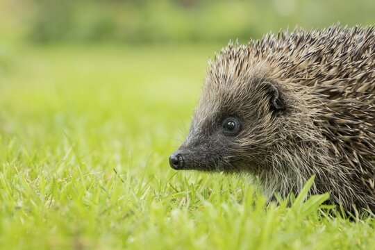 European hedgehog (Erinaceus europaeus) adult animal on a garden grass lawn in summer, England, United Kingdom