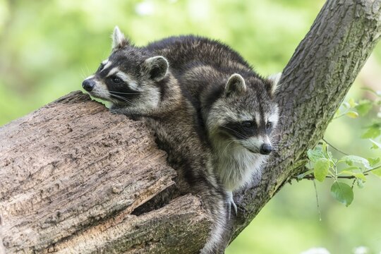 Two raccoons (Procyon lotor) sitting on tree, captive, Saarland, Germany