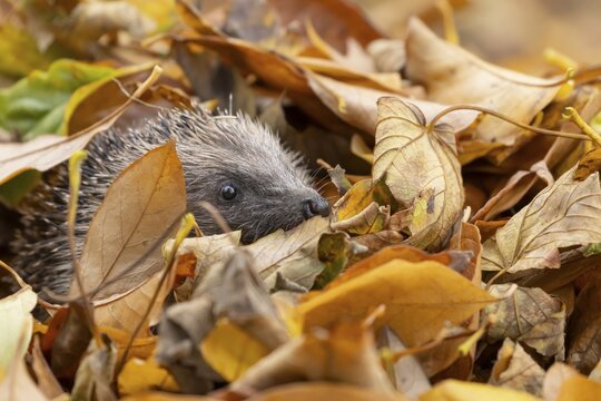 European hedgehog (Erinaceus europaeus) adult animal emerging from a pile of fallen autumn leaves in a garden, England, United Kingdom