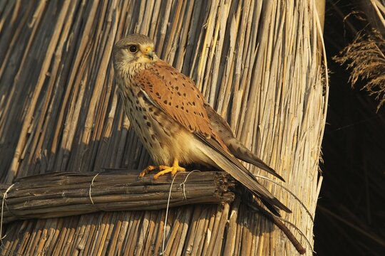 Common kestrel (Falco tinnunculus) female sitting on a reed hut, Burgenland, Austria