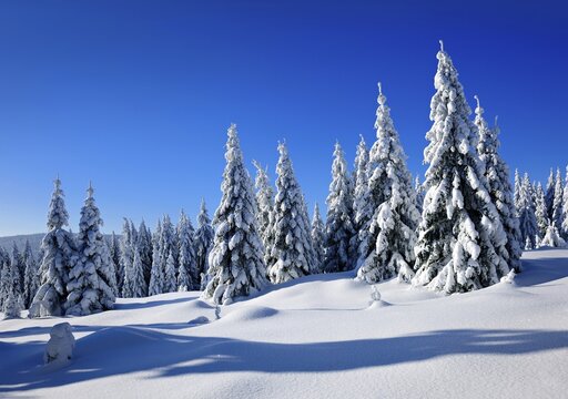 Snow-covered winter landscape, snow-covered spruces and sparkling snow crystals, Harz National Park, Saxony-Anhalt, Germany