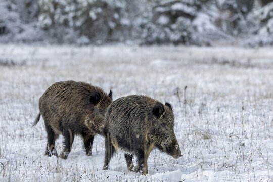 The pheromones of the wild boar (Sus scrofa) seem to be promising for the boar, because it follows it, pheromones, odour, impress, winter, snow, cold, intoxication, mating season, November, Denmark